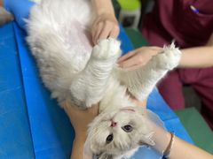 -美联众合爱康动物医院•复杂内科•肿瘤科•牙科•腔镜诊疗中心