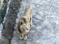 -西霞口神雕山野生动物世界