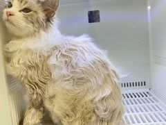 -山宅一喵德文卷毛猫舍