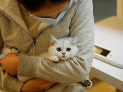 -lincat·猫舍(广州店)