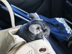 -瑞派·关忠动物医院·异宠专科·犬猫肿瘤·皮肤专科(望京店)