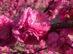 -大兴滨河森林公园