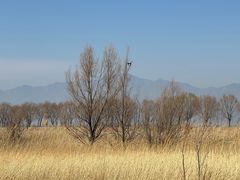 -野鸭湖国家湿地公园