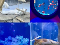 -海合安青岛极地海洋公园