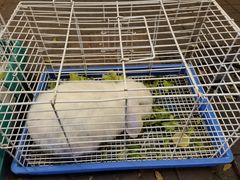 -大象厨房(重庆道店)