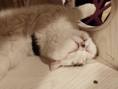 -Cappucimeow猫咪咖啡馆(韦伯时代店)