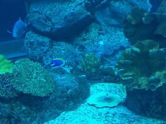 -迪拜水族馆及水下动物园