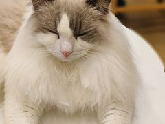 -Let's go狗咖·猫咖·奶狗·桌游(春熙路IFS店)