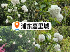-上海浦东嘉里大酒店