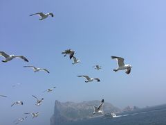 -长岛万鸟岛