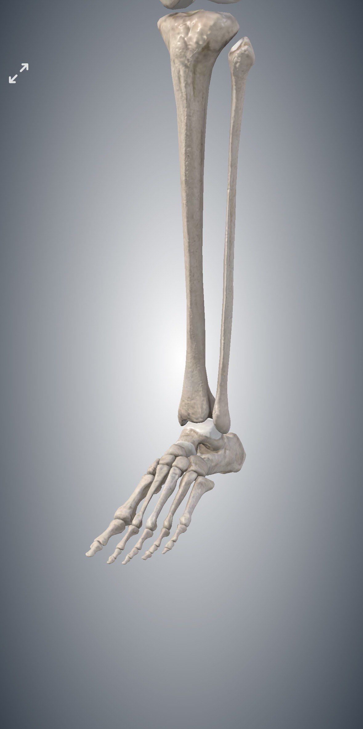 人体关节——踝关节