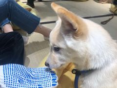 -逗柴咖啡屋·狗咖猫咖宠物桌游