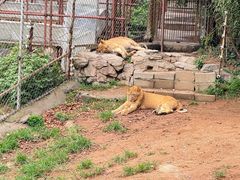 -西霞口神雕山野生动物世界