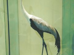 -盐城丹顶鹤湿地生态旅游区