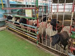 -南宫五洲植物乐园