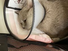 -瑞派康怡24h宠物医院·犬猫医疗中心·微创绝育(瑞景分院)