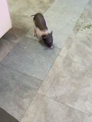 -神奇动物撸宠馆·羊驼·小浣熊·异宠(豫园店)