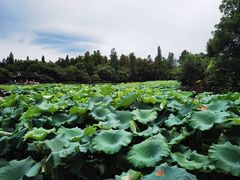 -西湖游船