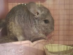 -藦茜花园宠物主题亲子互动体验馆(国顺东路店)