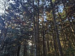 -东白山
