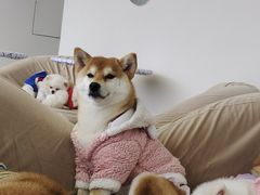 -怪兽屋·羊驼·猫咖·狗咖(俊华广场店)