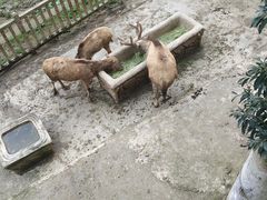 -贵州森林野生动物园