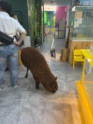 -神奇动物撸宠馆·羊驼·小浣熊·异宠(豫园店)