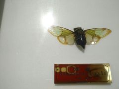 -上海昆虫博物馆