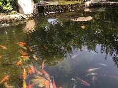 -思念果岭悦温泉