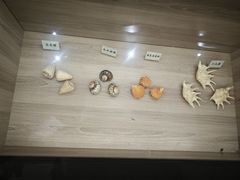 -广东惠东海龟国家级自然保护区