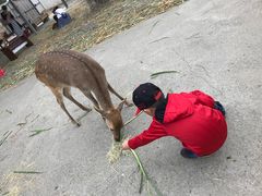 -鹿境梅花鹿生态园区