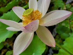 -石家庄市植物园