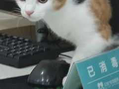 -贝利宠物医院·骨科·眼科·肿瘤转诊中心(南坪诊疗中心)