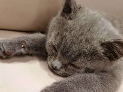 -糯米喵星人总部直营旗舰店·猫舍·幼猫出售
