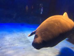 -烟台海昌鲸鲨海洋公园