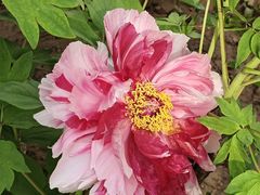 -洛阳市隋唐城遗址植物园