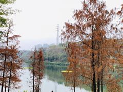 -重庆彩云湖湿地公园