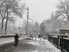 -三里屯东五街银杏大道