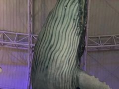 -烟台海昌鲸鲨海洋公园