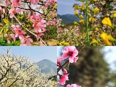 -天适樱花悠乐园