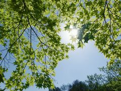 -上海共青森林公园