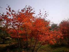 -大兴滨河森林公园