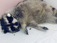 -浣熊柯尔鸭土拨鼠·电玩咖