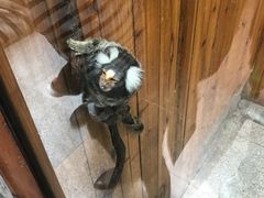 -上海大自然野生昆虫馆(东方明珠·爬宠昆虫探索中心)