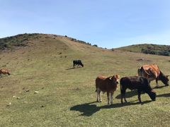 -大姆山草场