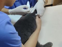 -御宝贝·A梦猫科宠物医院(国际猫友好医院)
