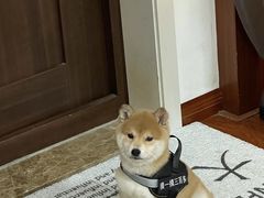 -萌宠之家·腊肠犬·马尔泰·小体犬舍