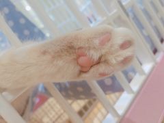 -藏猫猫咖啡主题馆(中央大道店)