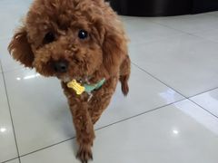 -翊宠yipet猫狗购宠庄园犬舍•猫舍