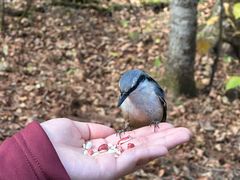 -五营红松林海景区
